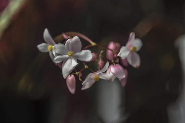 Begonia goegoensis (Begonia goegoensis)