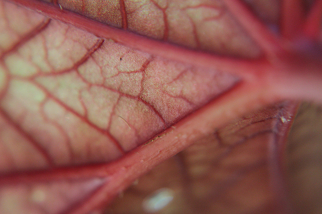 Grand bégonia (Begonia grandis)
