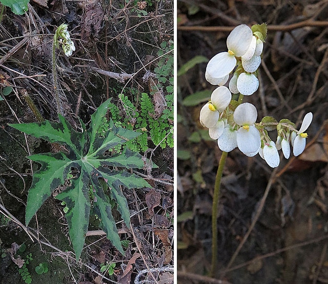 Begonia heracleifolia
