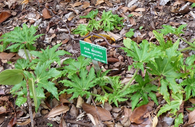 Begonia heracleifolia