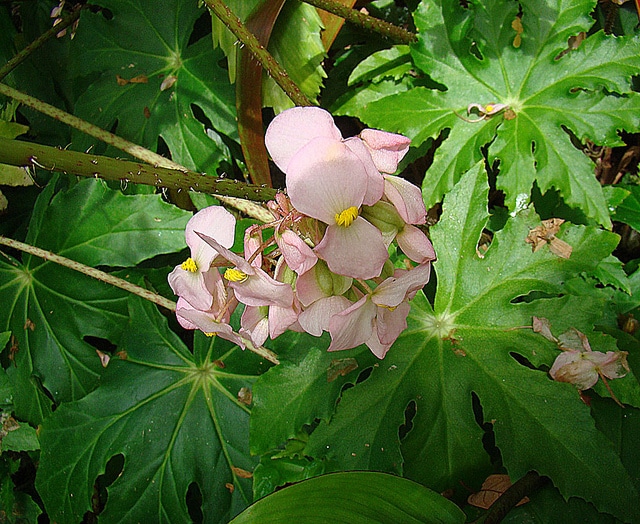 Begonia heracleifolia (Begonia heracleifolia)