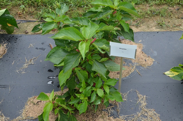 Begonia hispida (Begonia hispida)