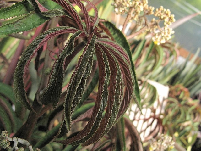 Begonia luxurians