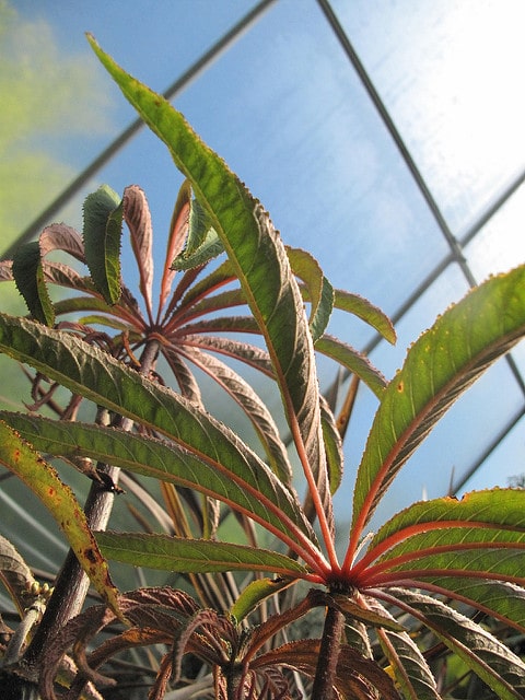 Begonia luxurians