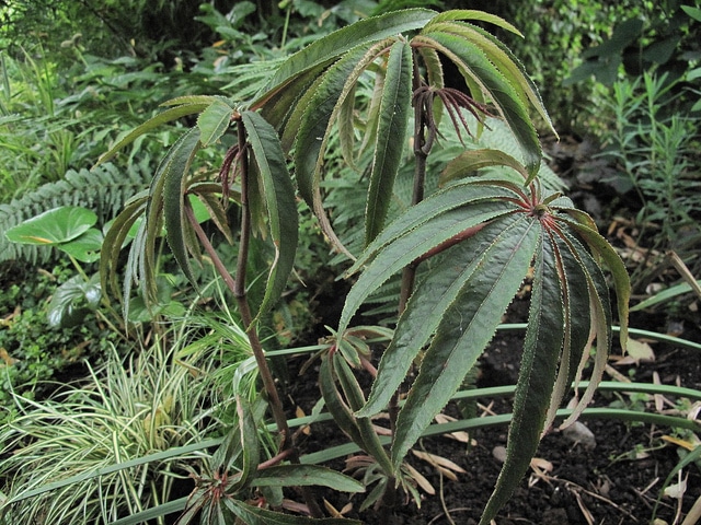 Begonia luxurians