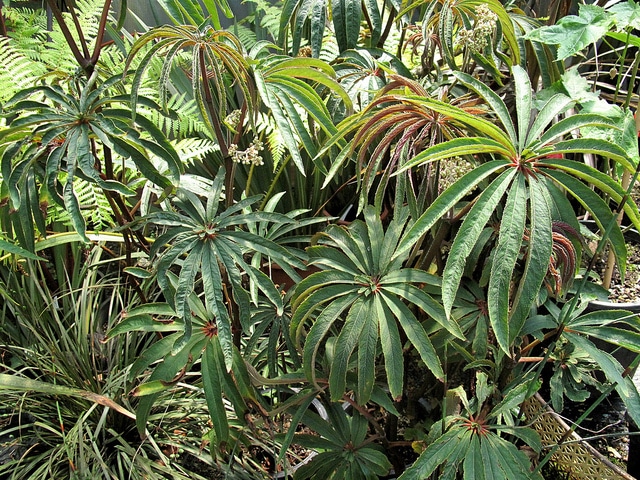 Begonia luxurians
