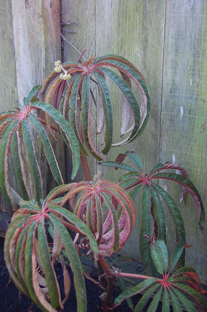 Begonia luxurians