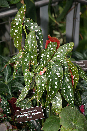 Tamaya (Begonia maculata)