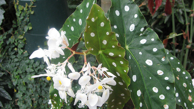Tamaya