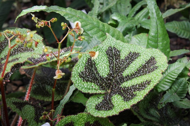 Begonia masoniana