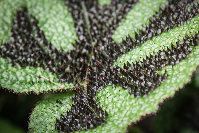 Begonia masoniana