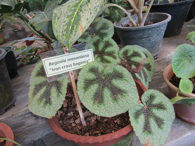 Begonia masoniana