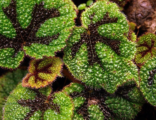 Begonia masoniana (Begonia masoniana)