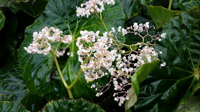 Begonia nelumbiifolia (Begonia nelumbiifolia)