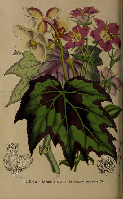 Begonia palmata (Begonia palmata)