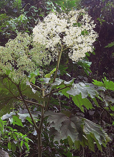 Begonia parviflora (Begonia parviflora)