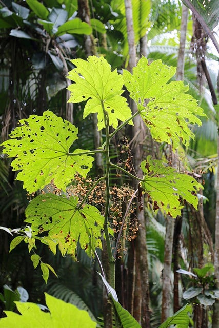 Begonia parviflora