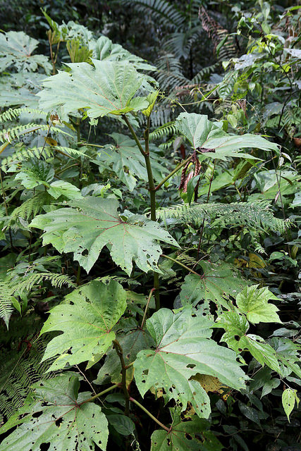 Begonia parviflora