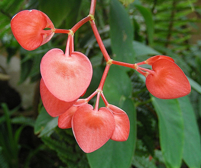 Begonia peltata