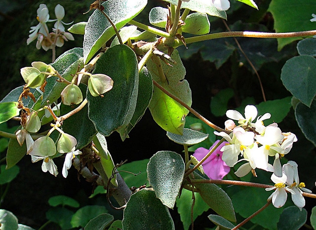Begonia peltata (Begonia peltata)