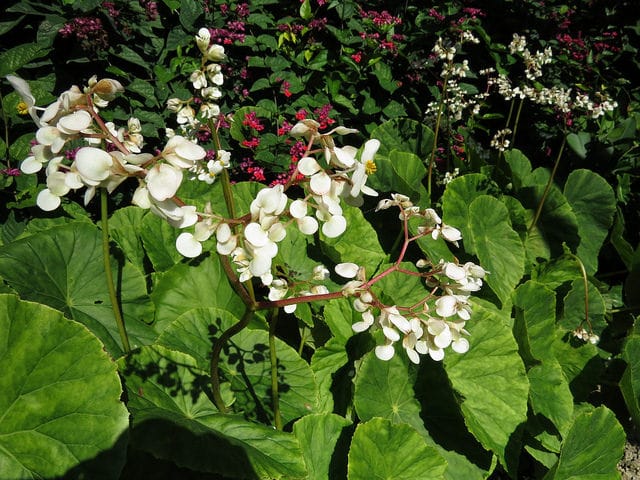 Begonia popenoei (Begonia popenoei)