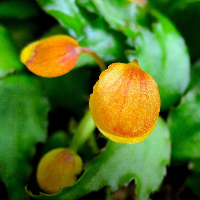 Begonia prismatocarpa (Begonia prismatocarpa)
