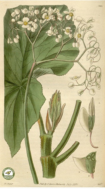 Begonia reniformis