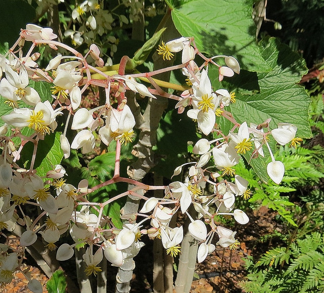 Begonia reniformis
