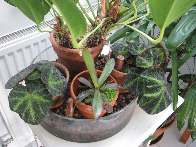 Begonia sanguinea