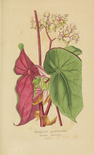 Begonia sanguinea