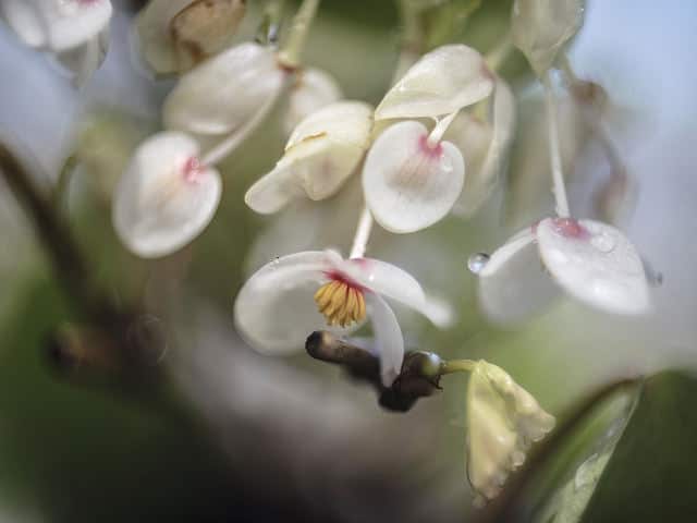 Begonia solananthera