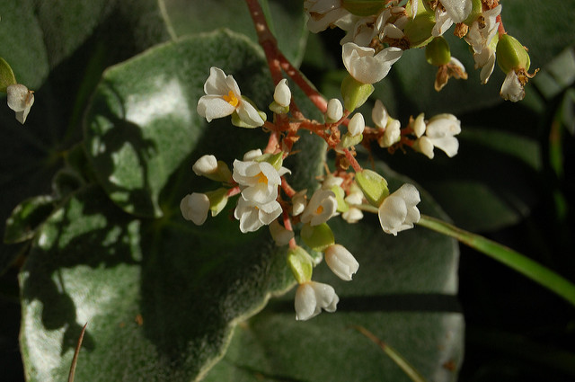 Bégonia venosa