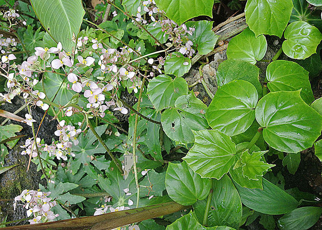 Bégonia venosa