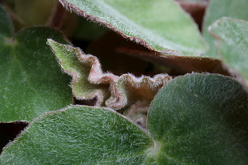 Bégonia venosa