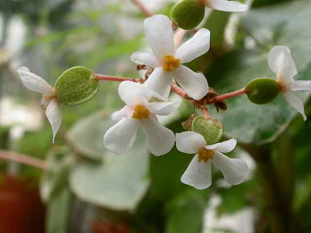 Bégonia venosa