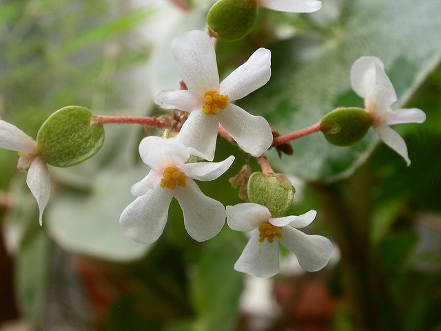Bégonia venosa (Begonia venosa)