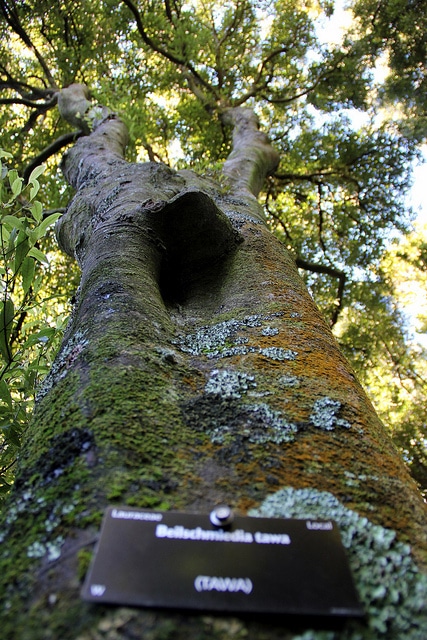 Beilschmiedia tawa