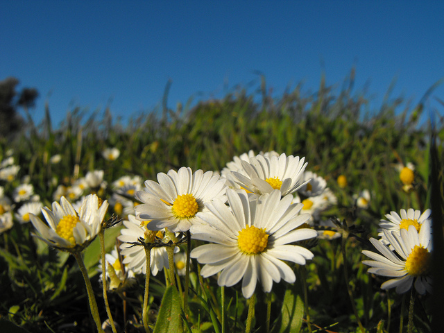 Pâquerette annuelle (Bellis annua)