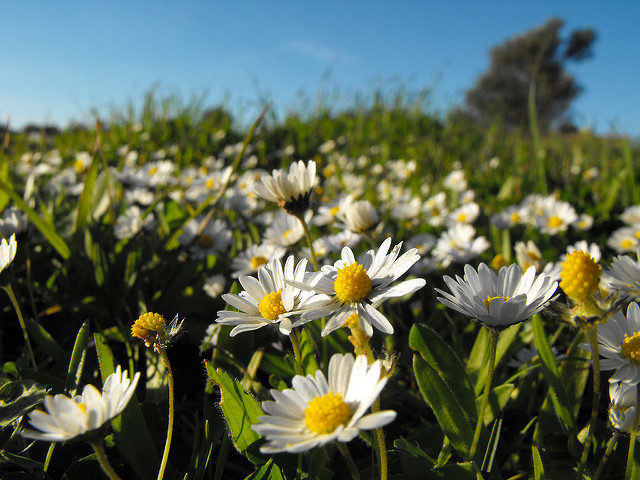 Pâquerette annuelle