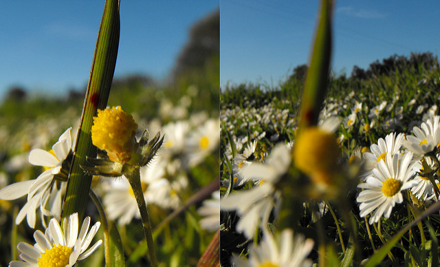 Pâquerette annuelle