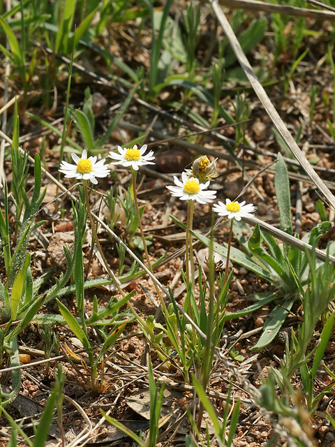 Pâquerette annuelle