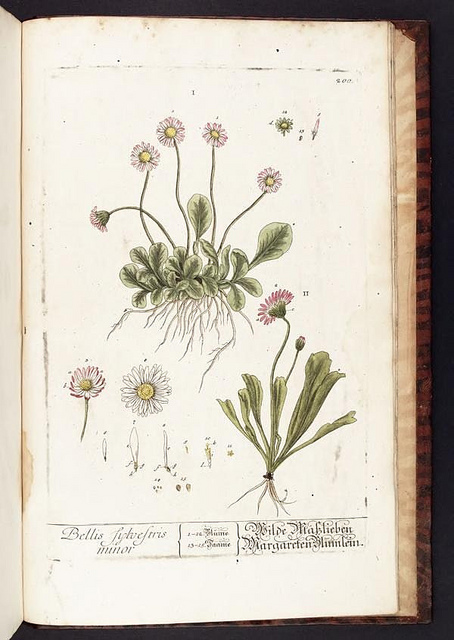 Bellis sylvestris