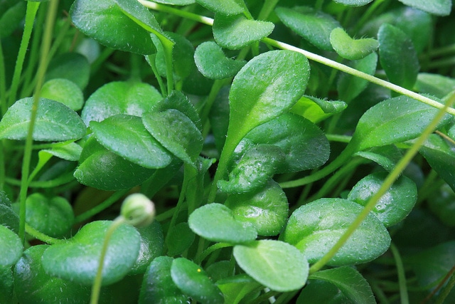 Bellium minutum