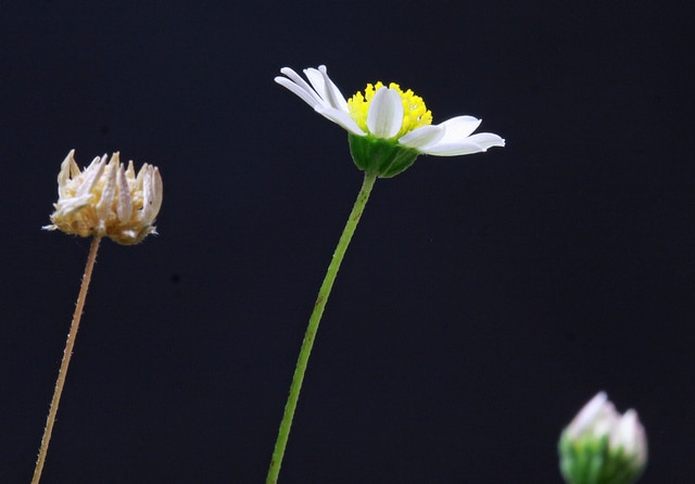 Bellium minutum