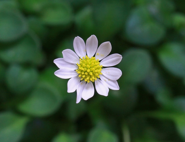 Bellium minutum