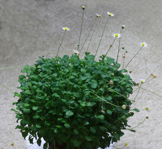 Bellium minutum