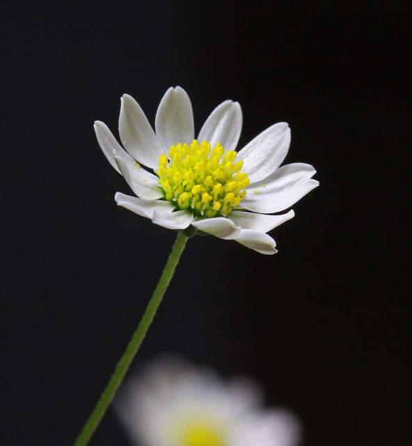 Bellium minutum