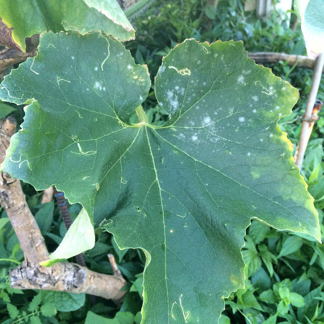 Courge cireuse