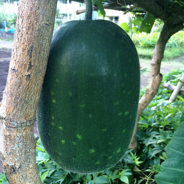 Courge cireuse