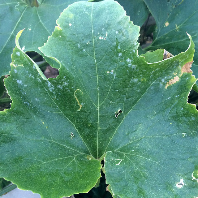 Courge cireuse